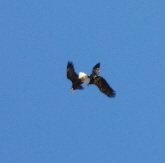 Eagles attacking